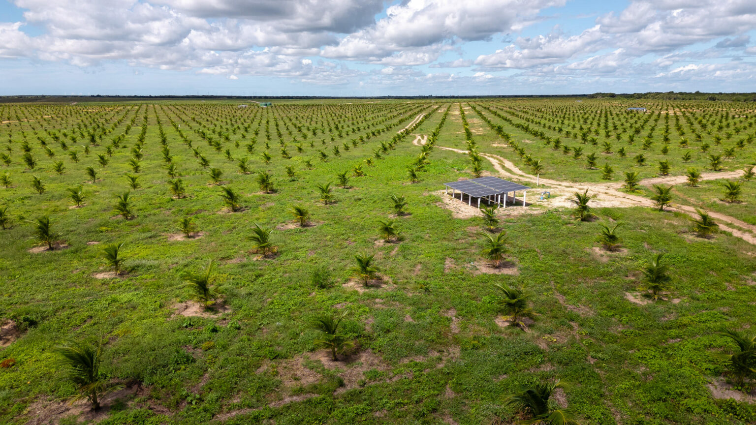 Vista aérea de uma fazenda de coqueiros Dikoko