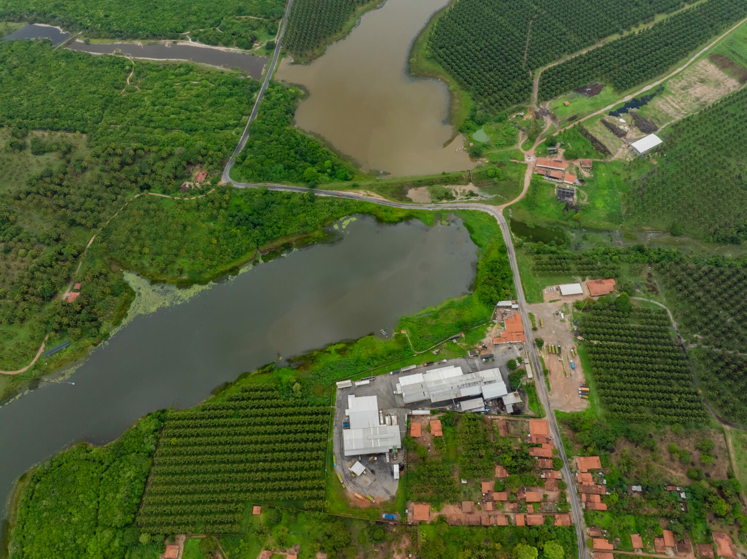 Área produtiva de coqueiros da Dikoko